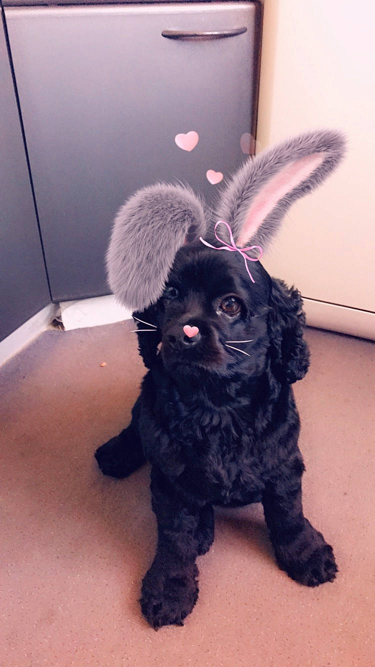 Blakbim a rejoint le concours — aidez-le/la à gagner de superbes lots ! art, canidae, companion_dog, dog_breed, ear, fawn, fictional_character, flooring, fur, plush, rabbits_and_hares, snout, sporting_group, stuffed_toy, tail, toy, toy_dog, whiskers, wool, working_animal