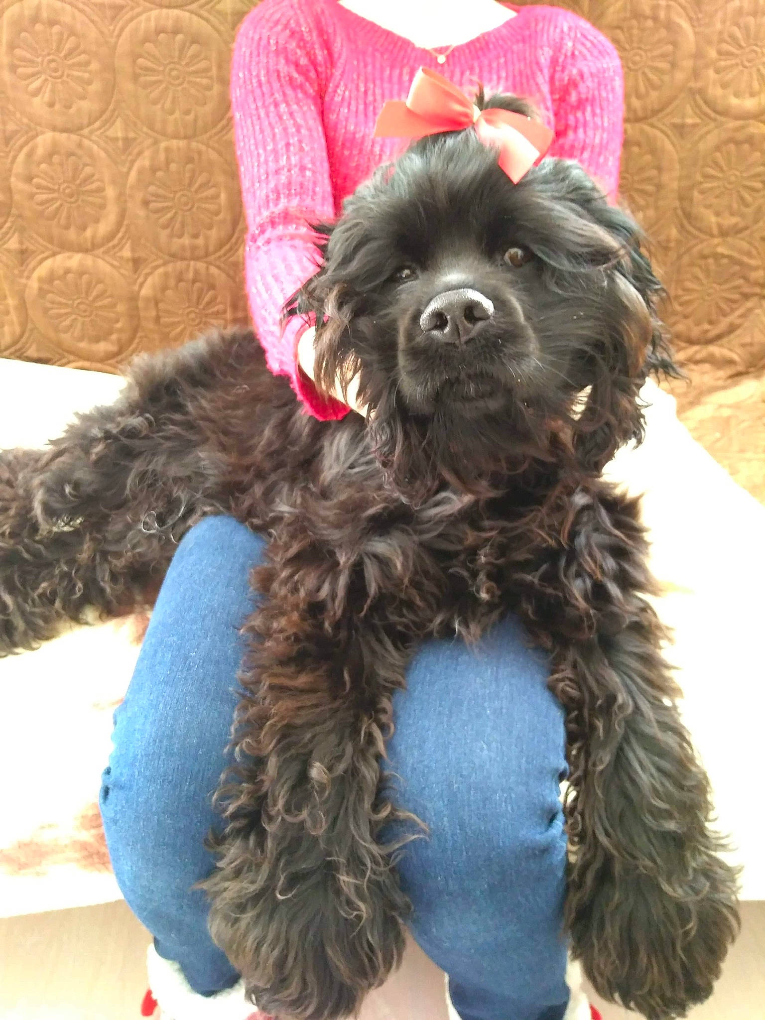 Blakbim participe au concours pour gagner de l'argent avec cette photo : canidae, carnivore, cocker_spaniel, companion_dog, dog, dog_breed, dog_collar, event, fashion_accessory, feather, fur, hat, liver, natural_material, snout, spaniel, sporting_group, toy_dog, water_dog, working_animal