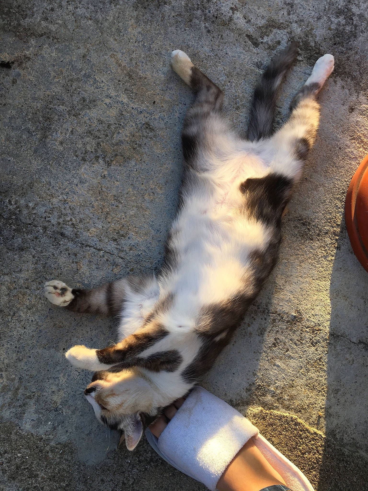 Kissa participe au concours pour gagner de l'argent avec cette photo : asphalt, carnivore, cat, claw, domestic_short_haired_cat, fawn, felidae, foot, fur, grass, human_leg, light, paw, road_surface, shadow, small_to_medium_sized_cats, tail, tints_and_shades, whiskers, wood