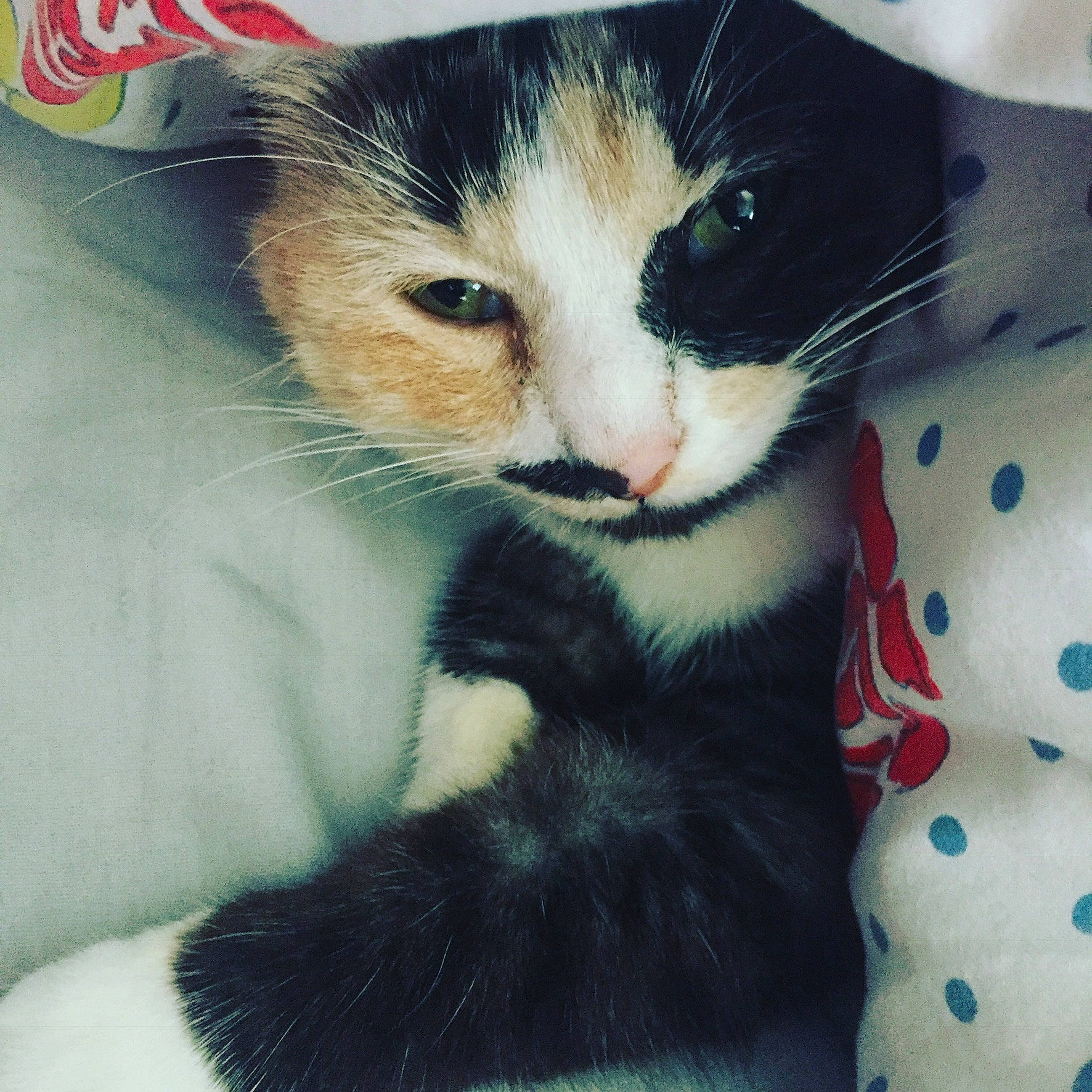 Kissa participe au concours pour gagner de l'argent avec cette photo : carnivore, cat, claw, comfort, domestic_short_haired_cat, eye, felidae, foot, fur, iris, lap, logo, pattern, paw, sitting, small_to_medium_sized_cats, snout, tail, vertebrate, whiskers