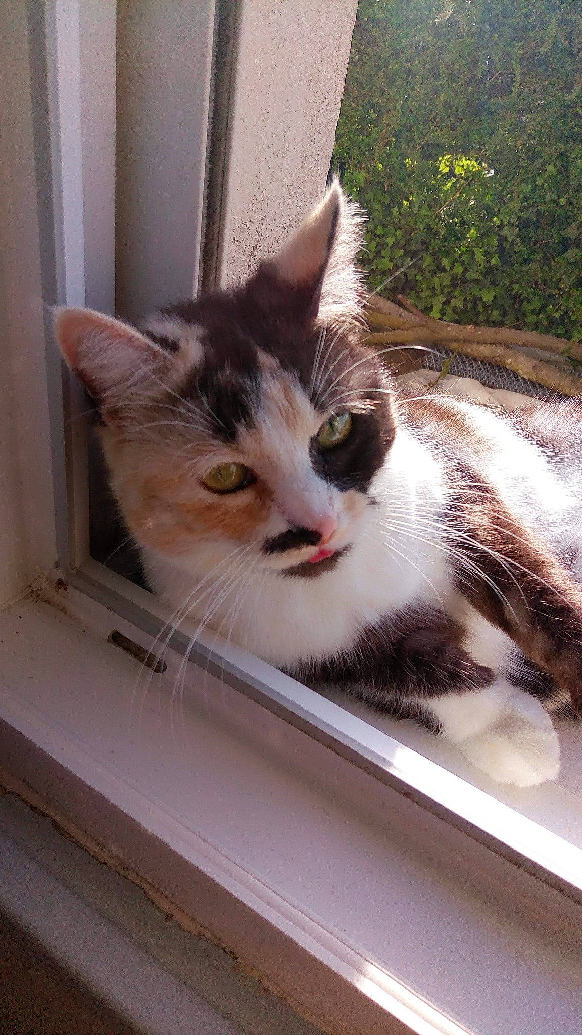 Kissa participe au concours pour gagner de l'argent avec cette photo : box, carnivore, cat, domestic_short_haired_cat, door, felidae, fixture, fur, mammal, paw, plant, small_to_medium_sized_cats, snout, tail, tree, whiskers, window, wood