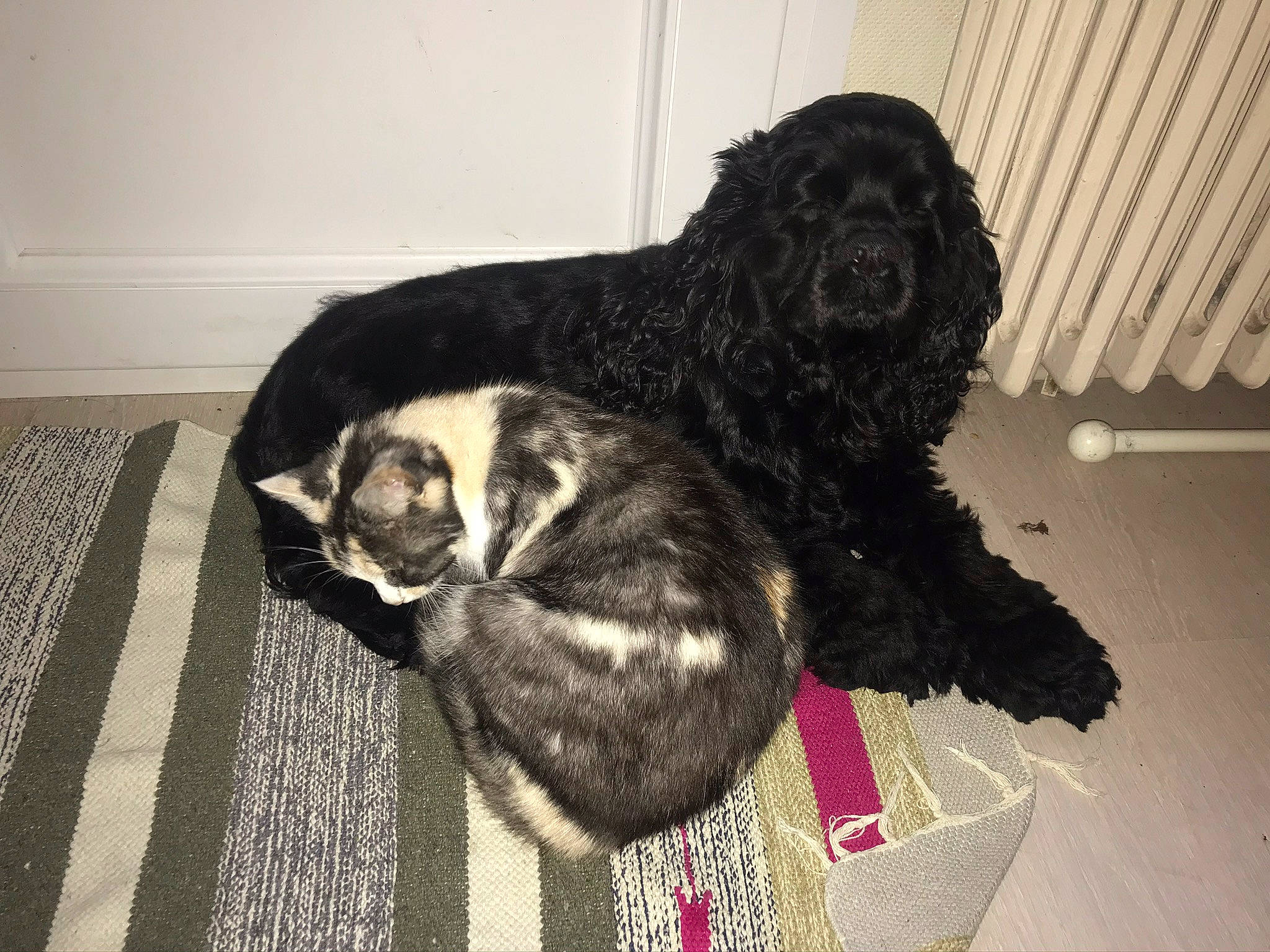 Kissa participe au concours pour gagner de l'argent avec cette photo : canidae, carnivore, claw, comfort, companion_dog, dog, dog_breed, domestic_short_haired_cat, felidae, flooring, fur, mat, paw, small_to_medium_sized_cats, snout, sporting_group, tail, terrestrial_animal, whiskers, working_animal