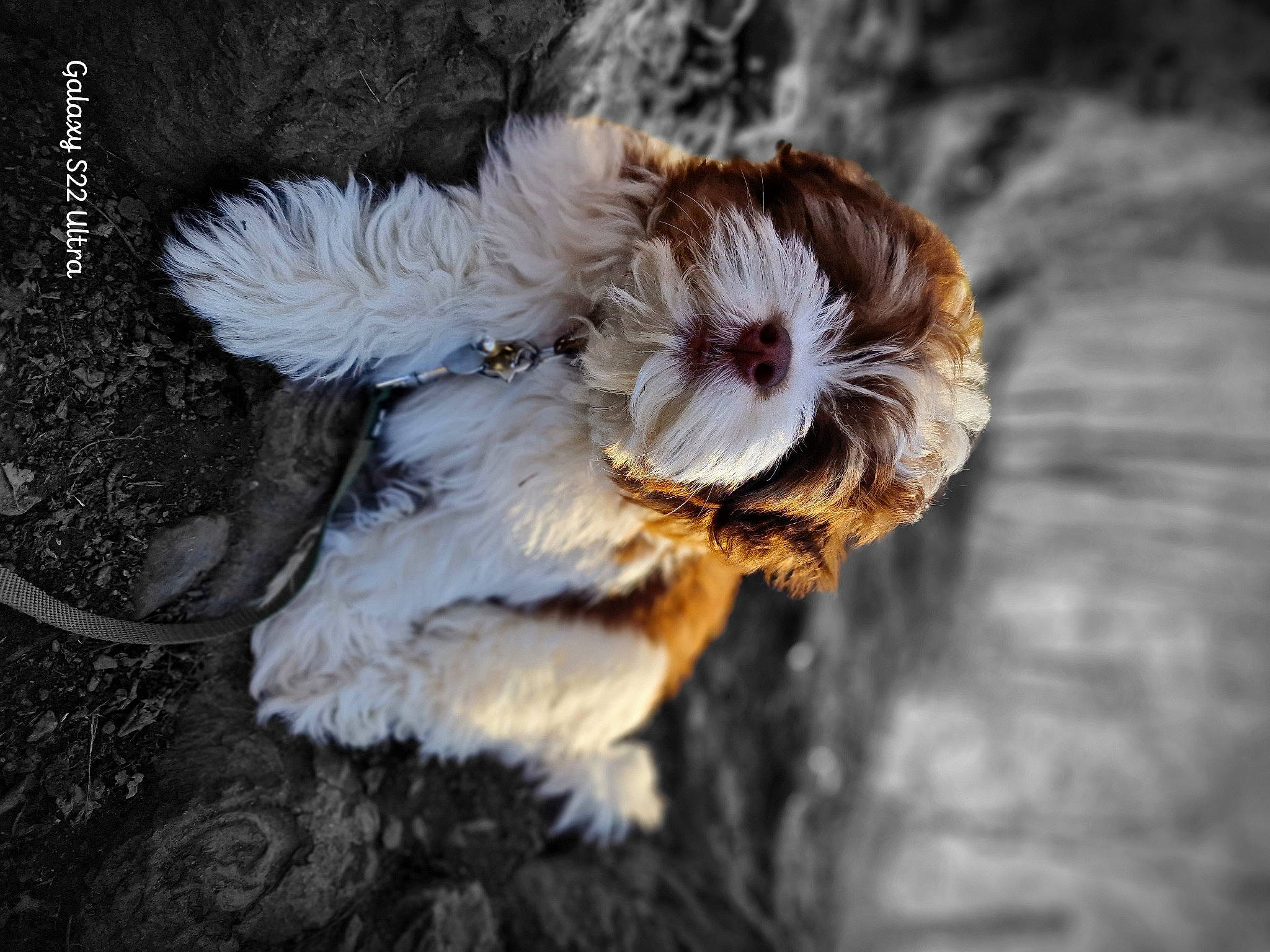 Tomy participe au concours pour gagner de l'argent avec cette photo : asphalt, canidae, carnivore, companion_dog, dog, dog_breed, fawn, feather, flower, fur, petal, plant, snout, sporting_group, tail, toy, toy_dog, whiskers, wing, wood