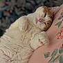 animal, bedspread, cat, closeup, cozy, cute, domestic_animal, floral, fluffy, fur, indoor, orange, paw, pet, pink, relaxed, resting, sleeping, whiskers, white
