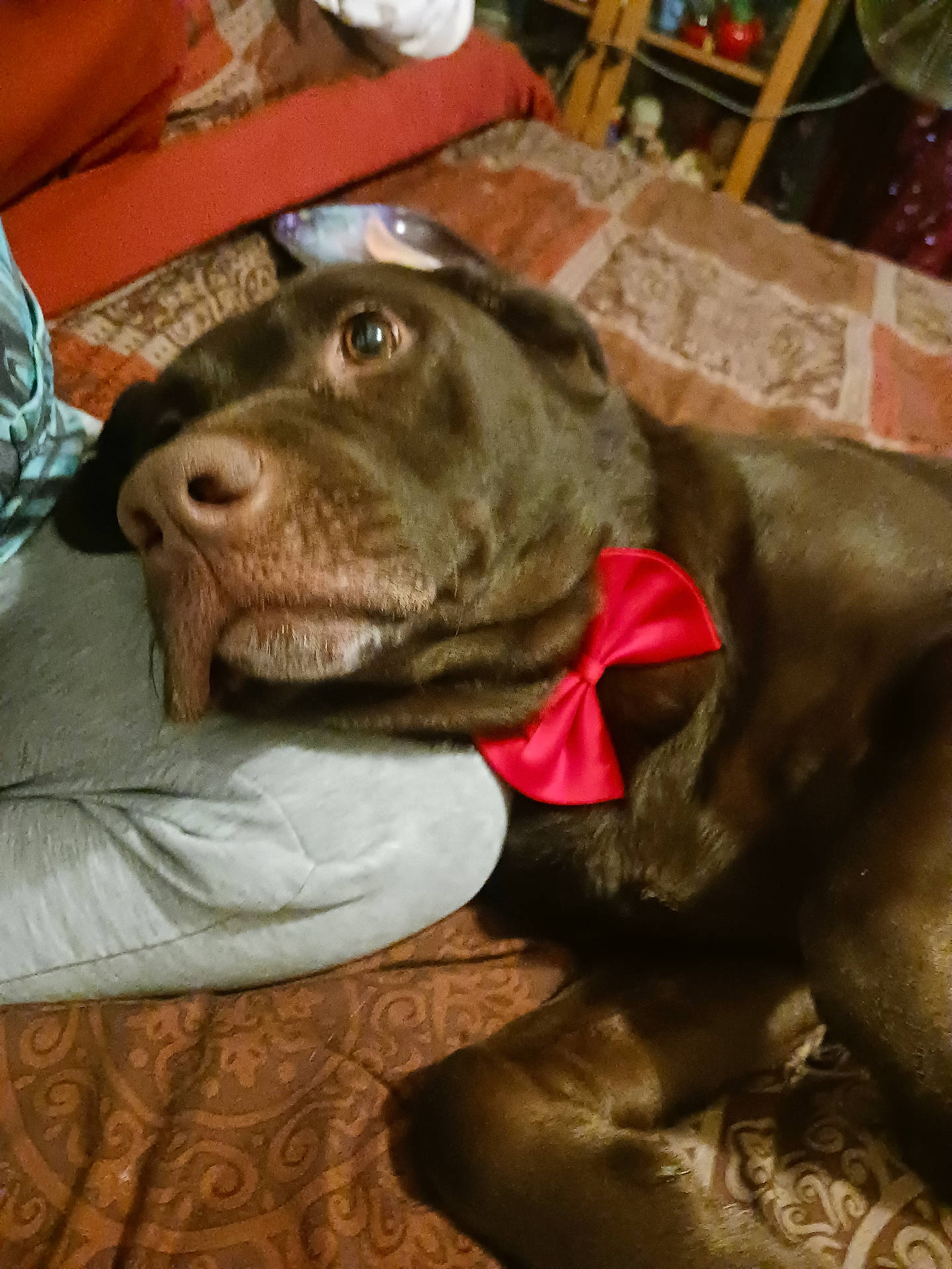Hershey is registered to the contest to win money with this photo: animal, bed, blanket, bow_tie, brown_dog, close_up, companion, cozy, cute, dog, domestic, fur, furniture, indoor, labrador, looking_up, mammal, person_leg, pet, resting