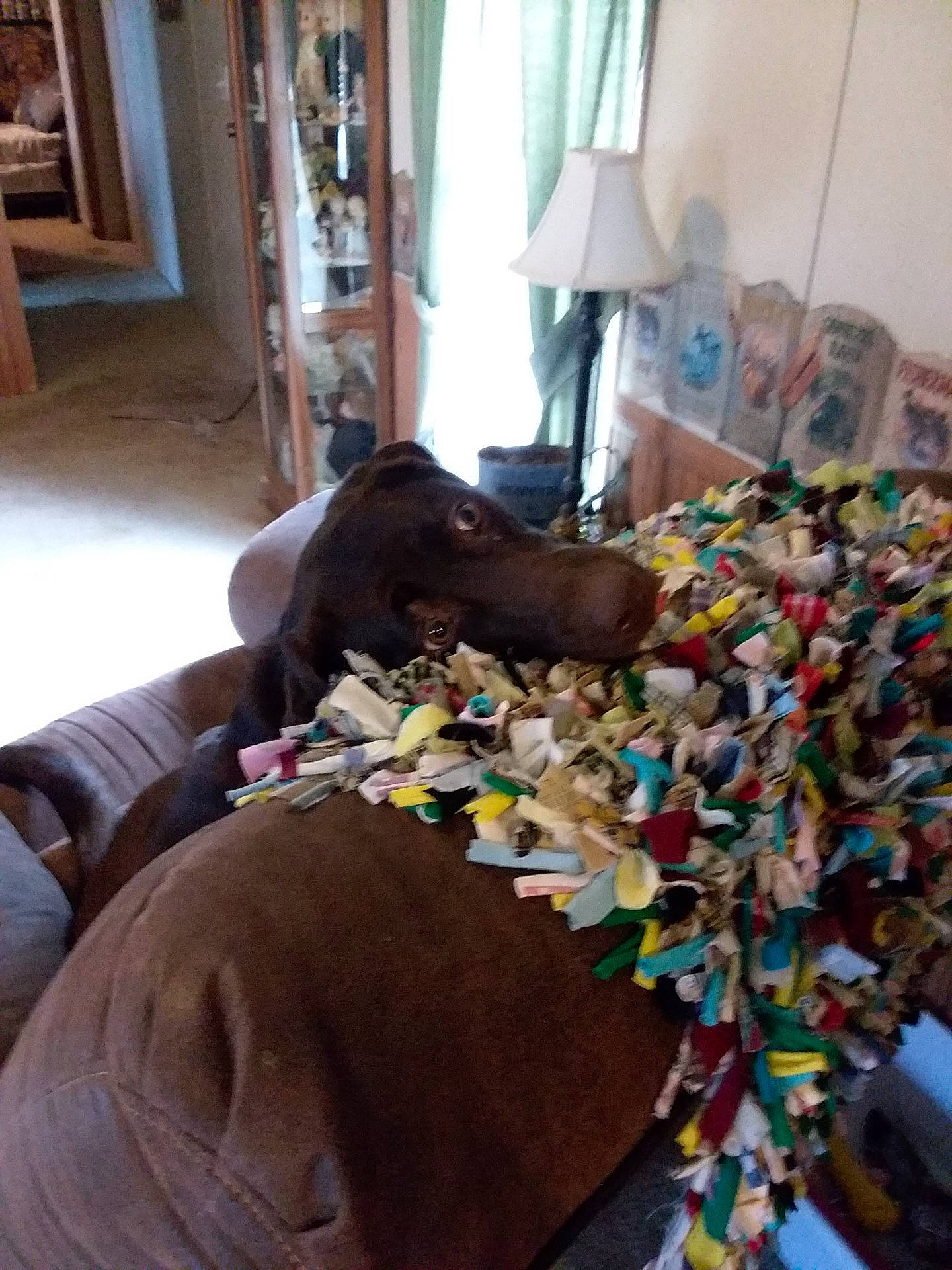 Hershey is registered to the contest to win money with this photo: animal, blanket, brown_dog, colorful, couch, cozy, curtains, dog, domestic, furniture, home_decor, indoor, lamp, living_room, pet, playful, rag_rug, vintage, window, wood_paneling