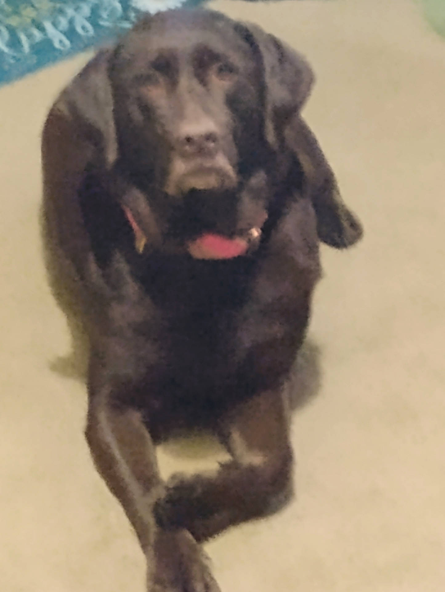 Hershey joined the competition — help win amazing prizes! animal, black_dog, blurred, canine, carpet, collar, companion, crossed_legs, cute, dog, domestic_animal, four_legs, fur, house, indoor, lying_down, mammal, pet, relaxed, resting