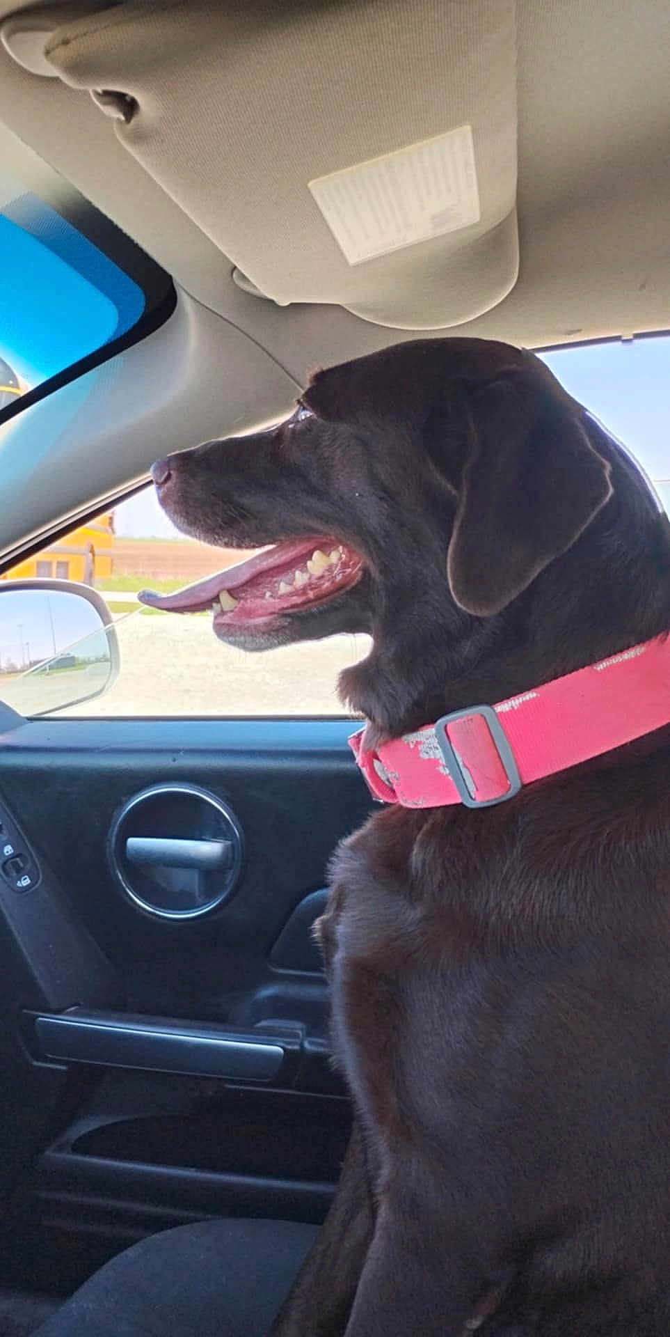 Hershey is registered to the contest to win money with this photo: dog, chocolate_lab, collar, car_interior, window, tongue_out, happy, pet, animal, seat, side_view, sunlight, vehicle, door_handle, leisure, travel, canine, domestic_animal, companion, looking_out