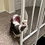 Fabio is registered to the contest to win money with this photo: cat, paw, teeth, yawning, stair_railing, carpet, indoor, pet, animal, white, gray, pink, claws, feline, tongue, door, vertical_bars, whiskers, playful, house