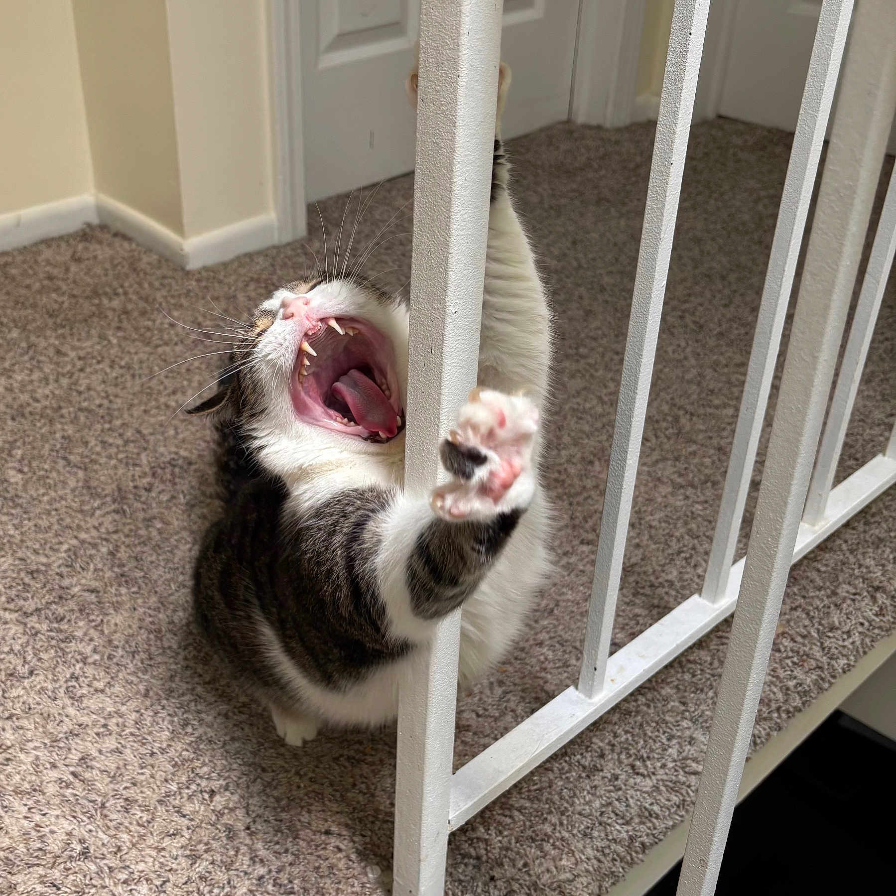 Fabio is registered to the contest to win money with this photo: animal, carpet, cat, claws, door, feline, gray, house, indoor, paw, pet, pink, playful, stair_railing, teeth, tongue, vertical_bars, whiskers, white, yawning