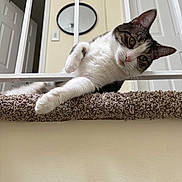 Fabio joined the competition — help win amazing prizes! cat, indoor, carpet, railing, pet, feline, curious, relaxed, house, mirror, door, white, brown, fur, whiskers, paw, eye, head_tilt, floor, wall