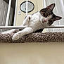 cat, indoor, carpet, railing, pet, feline, curious, relaxed, house, mirror, door, white, brown, fur, whiskers, paw, eye, head_tilt, floor, wall