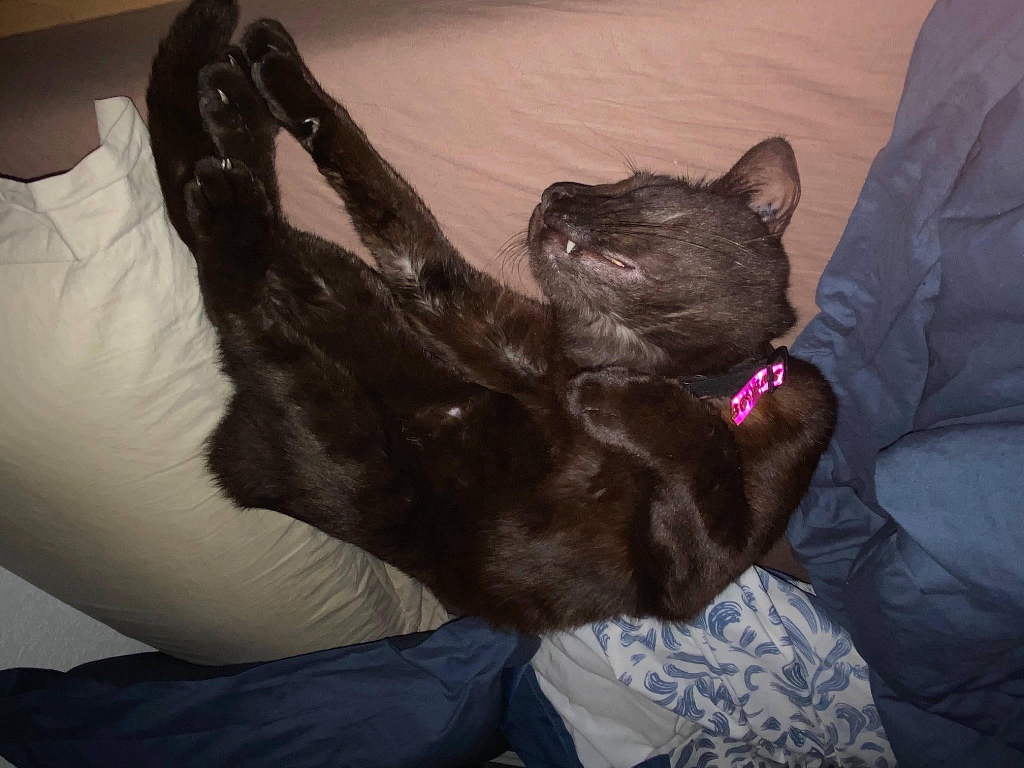 Nyx a rejoint le concours — aidez-le/la à gagner de superbes lots ! black_cat, carnivore, cat, comfort, domestic_short_haired_cat, ear, felidae, gesture, hand, korat, leg, nap, sleep, small_to_medium_sized_cats, tail, whiskers