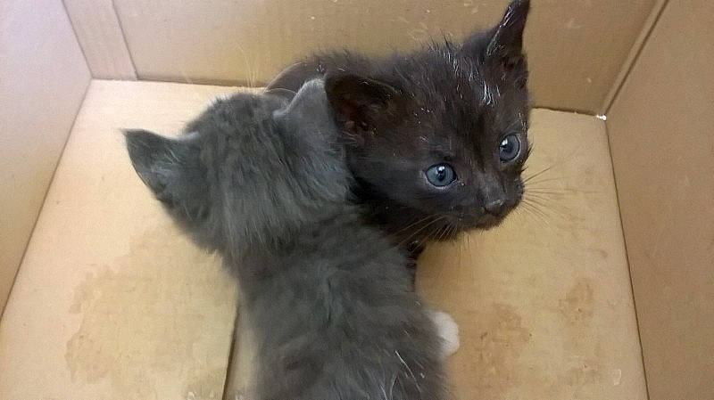 Nyx participe au concours pour gagner de l'argent avec cette photo : black_cat, burmese, carnivore, cat, domestic_long_haired_cat, domestic_short_haired_cat, eye, felidae, iris, kitten, korat, mammal, nebelung, ojos_azules, polydactyl_cat, russian_blue, small_to_medium_sized_cats, snout, vertebrate, whiskers