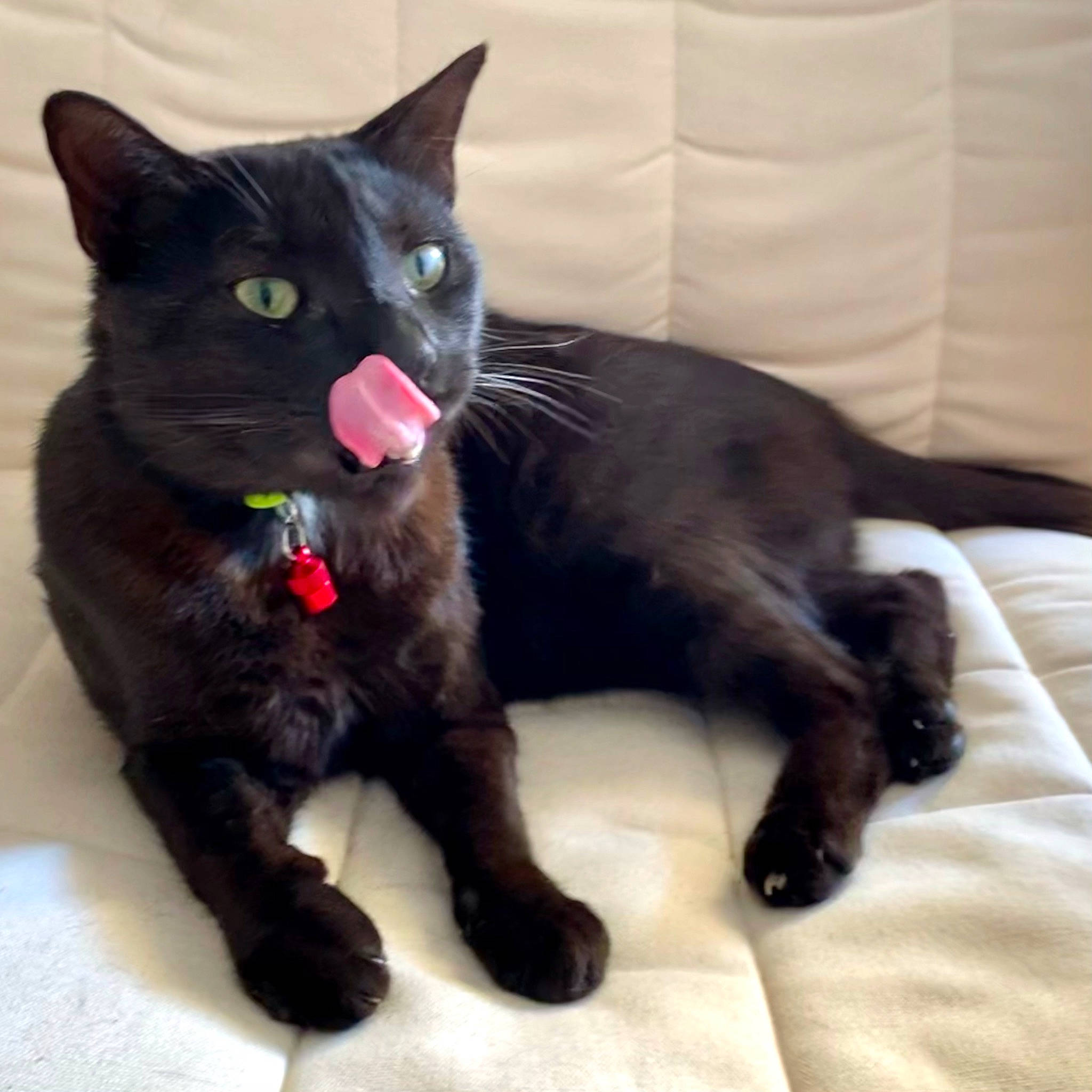 Nyx participe au concours pour gagner de l'argent avec cette photo : asian, black, black_cat, bombay, burmese, carnivore, cat, domestic_short_haired_cat, felidae, fur, havana_brown, kitten, korat, mammal, small_to_medium_sized_cats, tail, vertebrate, whiskers