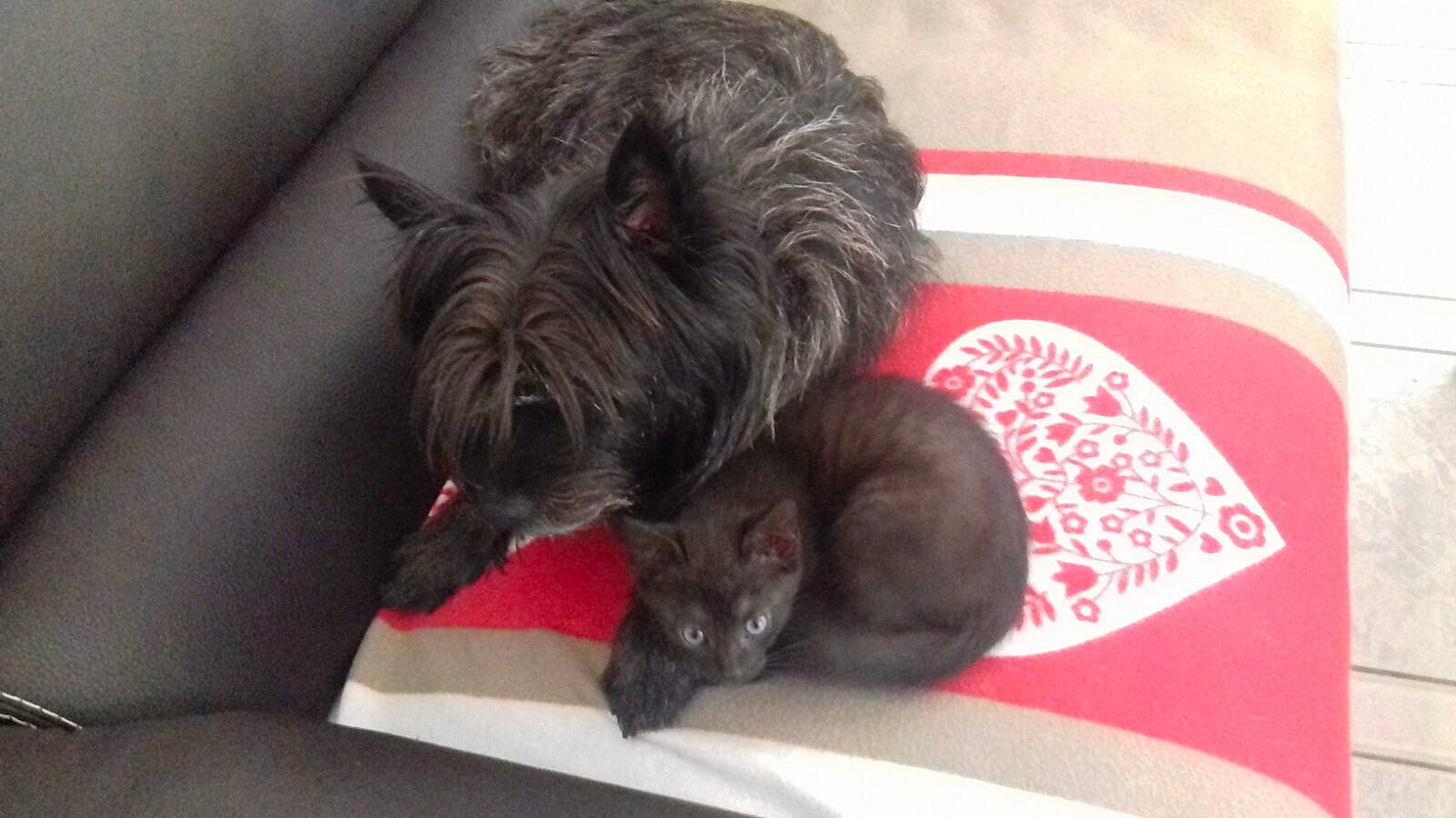 Nyx a rejoint le concours — aidez-le/la à gagner de superbes lots ! affenpinscher, bolonka, cairn_terrier, canidae, carnivore, dog, dog_breed, glen_of_imaal_terrier, mammal, nap, puppy, terrier, toy_dog, vertebrate