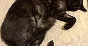 Wolfie And Wraith is registered to the contest to win money with this photo: animal, black_cat, blanket, cat, cozy, cute, domestic_cat, feline, fur, home, indoor, lying_down, mattress, paw, pet, relaxed, resting, sleep, sleeping_cat, tabby