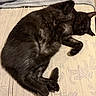 animal, black_cat, blanket, cat, cozy, cute, domestic_cat, feline, fur, home, indoor, lying_down, mattress, paw, pet, relaxed, resting, sleep, sleeping_cat, tabby