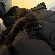 Wolfie And Wraith joined the competition — help win amazing prizes! animal, black_cat, blanket, comfort, cozy, dark, fur, furniture, home, indoor, jacket, nap, paws, pet, relaxed, resting, sleeping, soft, warm, whiskers