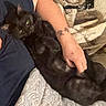 animal, black_cat, blanket, casual_clothing, cat, close_up, comfort, cozy, domestic, fur, green_eyes, home, human_arm, indoor, person, pet, relaxation, resting, sleepy, tattoo