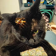 Wraith is registered to the contest to win money with this photo: animal, black_cat, cat, close_up, cozy, cute, domestic, ears, feline, fur, green_eyes, hair_clip, home, indoor, knitted_blanket, pet, portrait, resting, unimpressed, whiskers