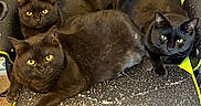 Wraith joined the competition — help win amazing prizes! animal, black_cat, black_fur, cat, chair, close_together, comfort, domestic_cat, feline, fur, gaming_chair, indoor, neon_yellow, pet, relaxed, scratched, seat, three_cats, worn, yellow_eyes