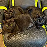animal, black_cat, black_fur, cat, chair, close_together, comfort, domestic_cat, feline, fur, gaming_chair, indoor, neon_yellow, pet, relaxed, scratched, seat, three_cats, worn, yellow_eyes