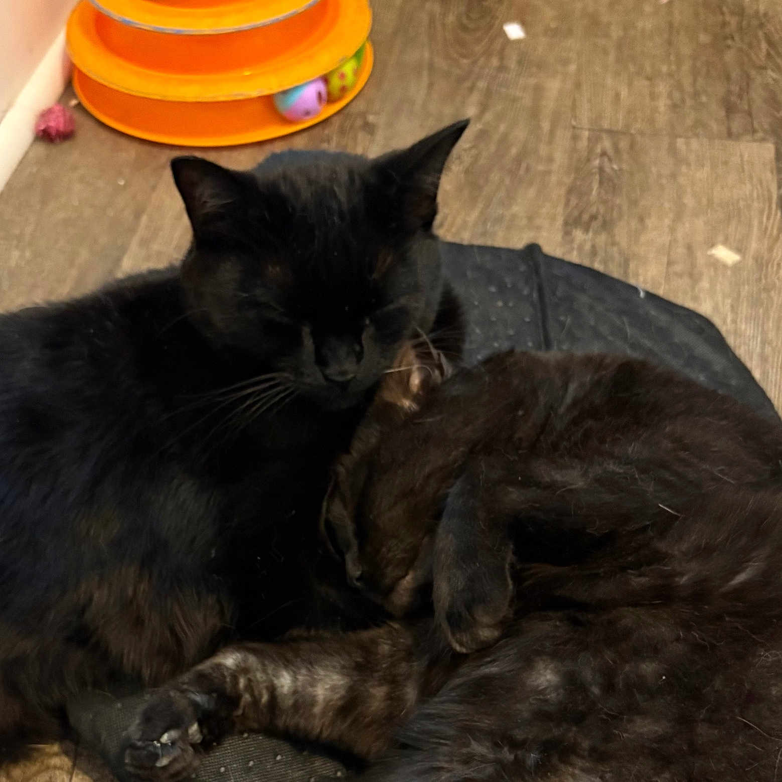 Wraith joined the competition — help win amazing prizes! animal, black_cat, cat, close_up, companionship, cute, domestic_animal, feline, floor, fur, indoor, orange, paw, pets, relaxing, sleeping, snuggling, toy, whiskers, wooden_floor