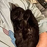 Wraith is registered to the contest to win money with this photo: animal, black_cat, blanket, cartoon_design, cat, claws, cozy, cute, domestic_animal, feline, fur, indoor, mammal, paw, pet, relaxed, resting, sleeping, snuggled, soft