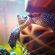 Donatello a rejoint le concours — aidez-le/la à gagner de superbes lots ! common_snapping_turtle, green_sea_turtle, hawksbill_sea_turtle, pond_turtle, reptile, sea_turtle, terrapin, tortoise, turtle, wildlife