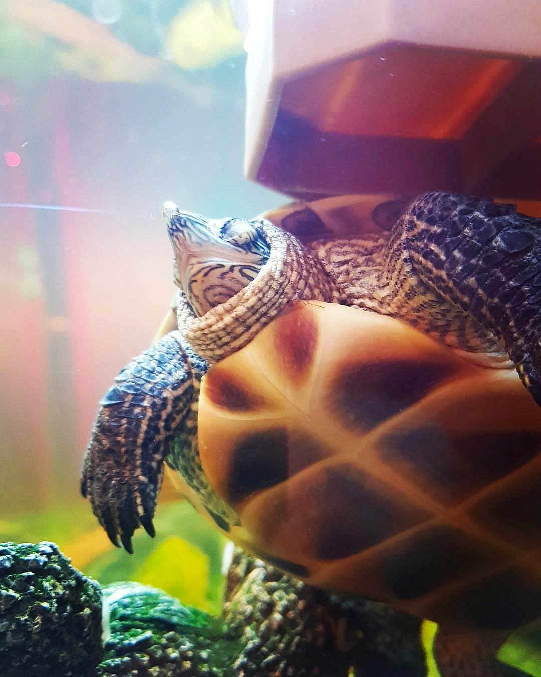 Donatello a rejoint le concours — aidez-le/la à gagner de superbes lots ! common_snapping_turtle, green_sea_turtle, hawksbill_sea_turtle, pond_turtle, reptile, sea_turtle, terrapin, tortoise, turtle, wildlife