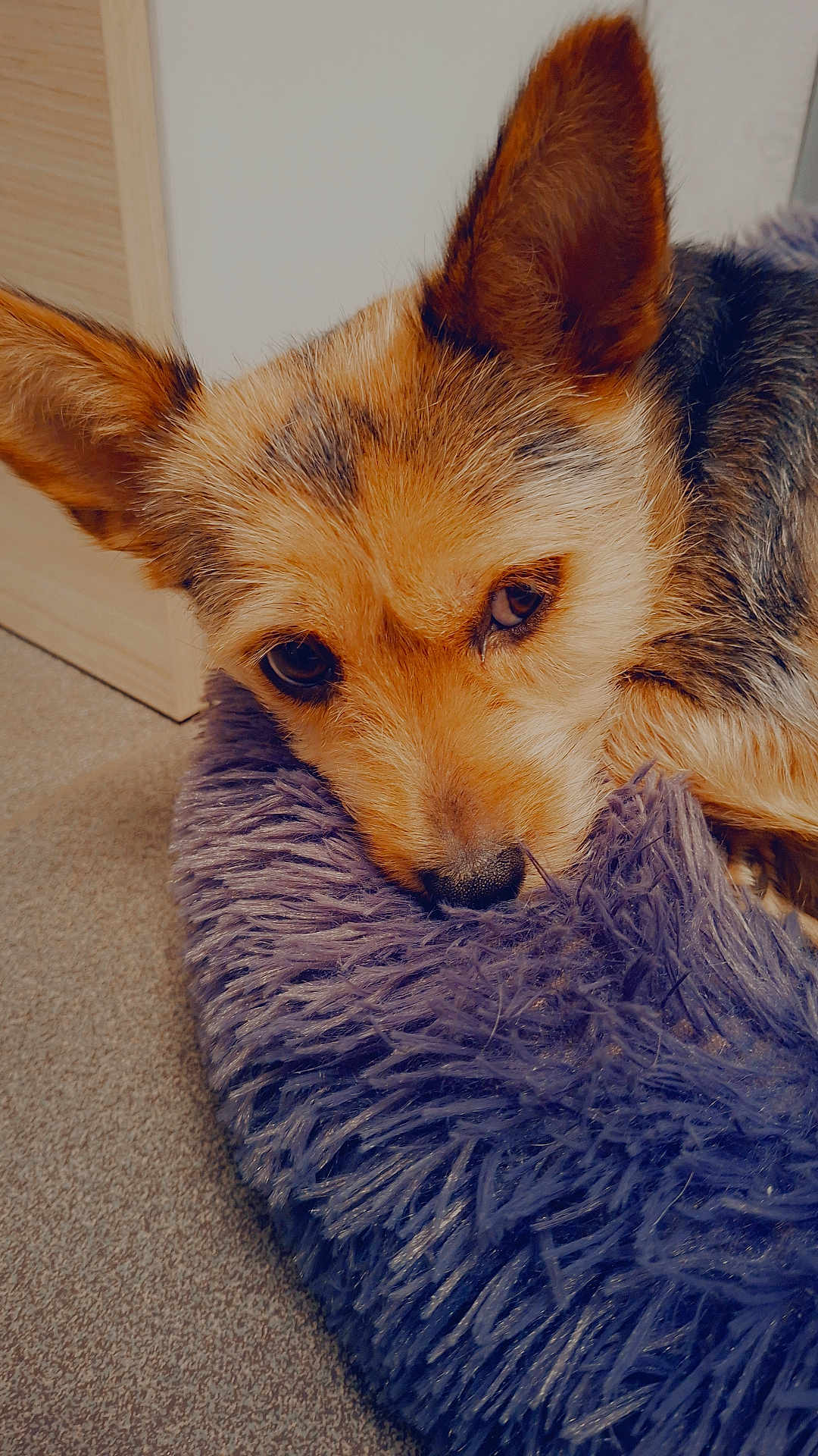 Nalya a rejoint le concours — aidez-le/la à gagner de superbes lots ! dog, pet_bed, resting, close_up, indoor, cozy, sleepy, fur, animal, carpet, brown, black, purple, nose, ears, face, cute, domestic_animal, relaxed, portrait