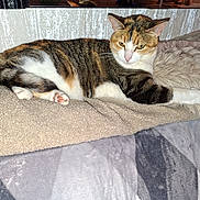 Mya a rejoint le concours — aidez-le/la à gagner de superbes lots ! cat, calico, feline, pet, indoor, blanket, cushion, fur, relaxed, resting, paw, animal, cozy, cute, mammal, whiskers, sleepy, tabby, home, soft