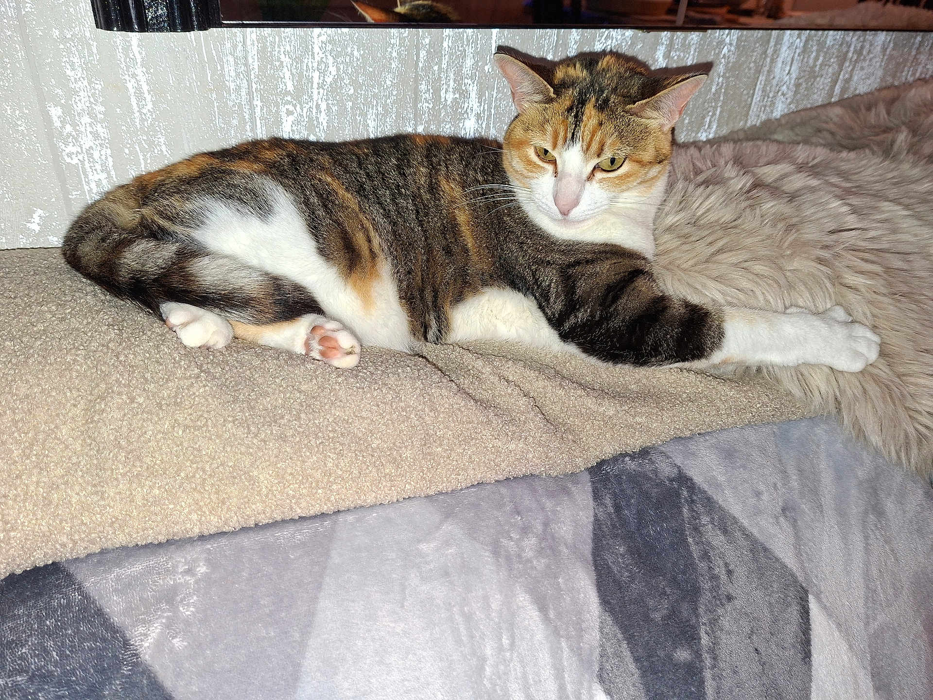 Mya