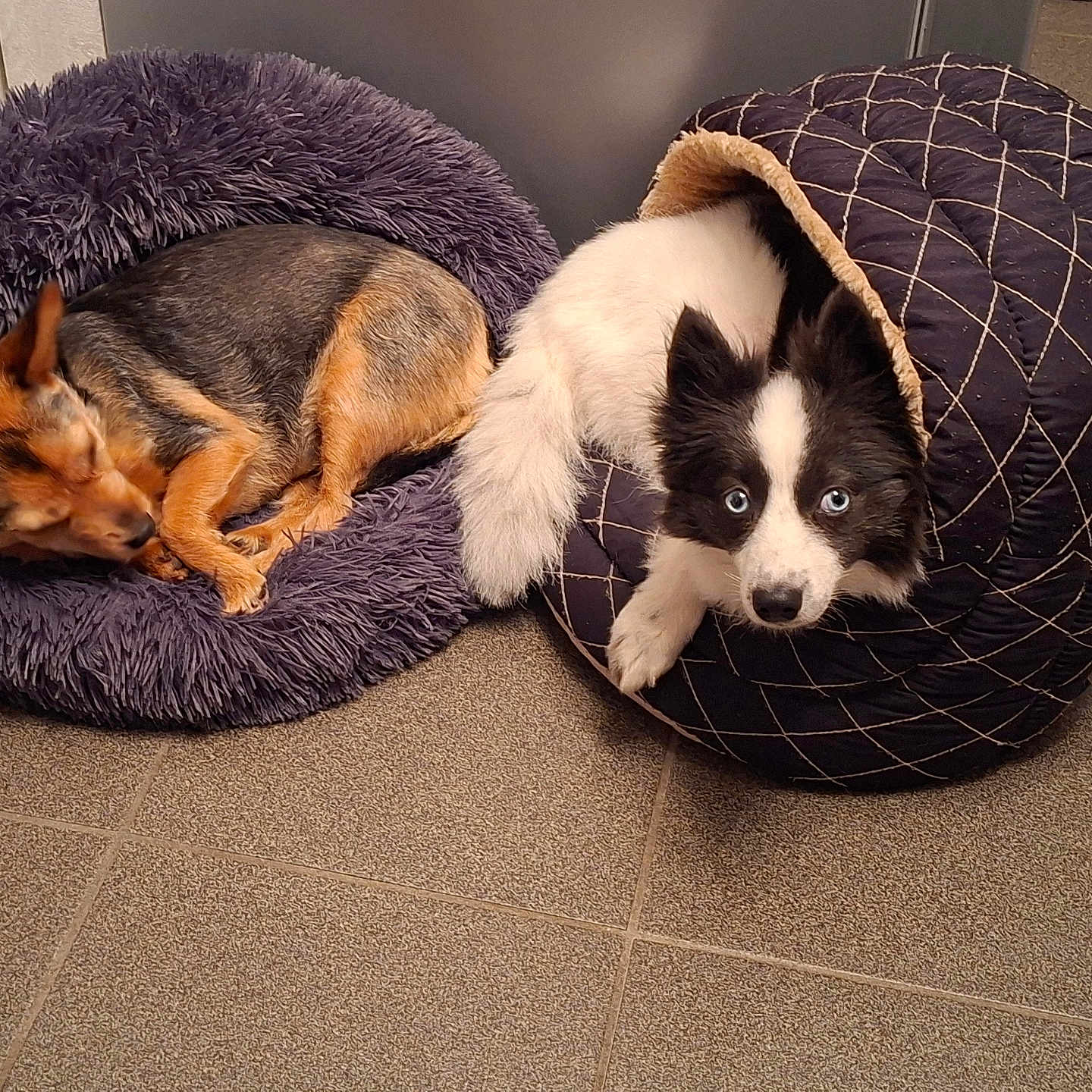 Perle a rejoint le concours — aidez-le/la à gagner de superbes lots ! animal, bed, black_and_white, brown, companion, cozy, curious, cute, dog, domestic, floor, furry, indoor, pet, relaxed, resting, sleeping, small_dog, tile, two_dogs