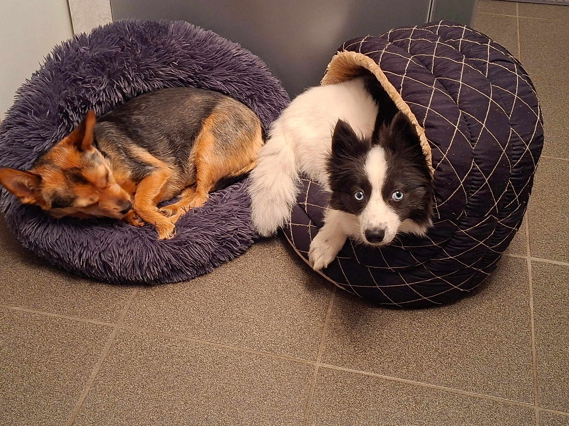 Perle a rejoint le concours — aidez-le/la à gagner de superbes lots ! dog, pet, bed, sleeping, curious, indoor, floor, tile, cozy, furry, animal, two_dogs, resting, black_and_white, brown, small_dog, cute, relaxed, domestic, companion