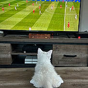 Bao a rejoint le concours — aidez-le/la à gagner de superbes lots ! cat, white_cat, fluffy, living_room, television, tv_stand, soccer, soccer_match, sports, gaming_console, wooden_floor, wooden_furniture, pet, indoor, animal, watching_tv, screen, entertainment, home, fan