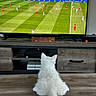 cat, white_cat, fluffy, living_room, television, tv_stand, soccer, soccer_match, sports, gaming_console, wooden_floor, wooden_furniture, pet, indoor, animal, watching_tv, screen, entertainment, home, fan