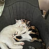 cat, kitten, sleeping, white_cat, calico_cat, pets, animal, cute, fur, chair, indoor, cozy, resting, snuggling, domestic_cat, paw, tail, peaceful, adorable, companion