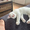 Bao participe au concours pour gagner de l'argent avec cette photo : cat, kitten, sleeping, white_cat, paw, couch, foot, indoor, table, pen, plant, floor_tile, relaxation, cozy, home, furniture, pet, animal, resting, cute
