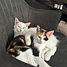 Bao participe au concours pour gagner de l'argent avec cette photo : cat, kitten, calico_cat, white_cat, pets, cuddling, chair, furniture, indoor, cute, animal, feline, relaxing, companionship, cozy, whiskers, ears, fur, sleepy, domestic_animal