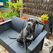 Brasky a rejoint le concours — aidez-le/la à gagner de superbes lots ! dog, outdoor, sofa, gray, pet, furniture, plant, wooden_deck, potted_plant, garden, fence, collar, chair, backyard, animal, pet_collar, resting, sitting, daylight, texture