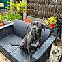 dog, outdoor, sofa, gray, pet, furniture, plant, wooden_deck, potted_plant, garden, fence, collar, chair, backyard, animal, pet_collar, resting, sitting, daylight, texture