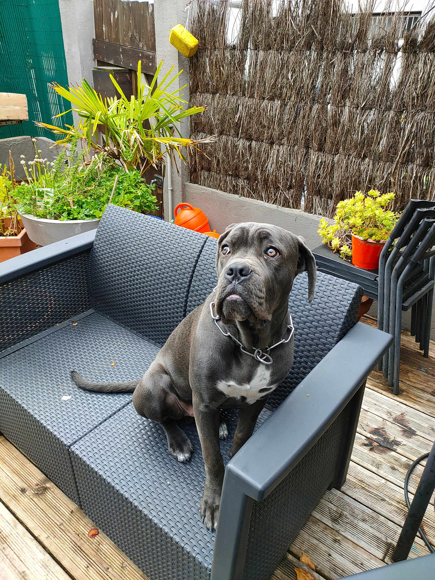 Brasky a rejoint le concours — aidez-le/la à gagner de superbes lots ! dog, outdoor, sofa, gray, pet, furniture, plant, wooden_deck, potted_plant, garden, fence, collar, chair, backyard, animal, pet_collar, resting, sitting, daylight, texture