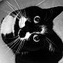 cat, tuxedo_cat, black_and_white, whiskers, close_up, pet, animal, feline, curious, looking_up, indoor, portrait, fur, eyes, black_fur, white_fur, cute, mammal, domestic_cat, nose