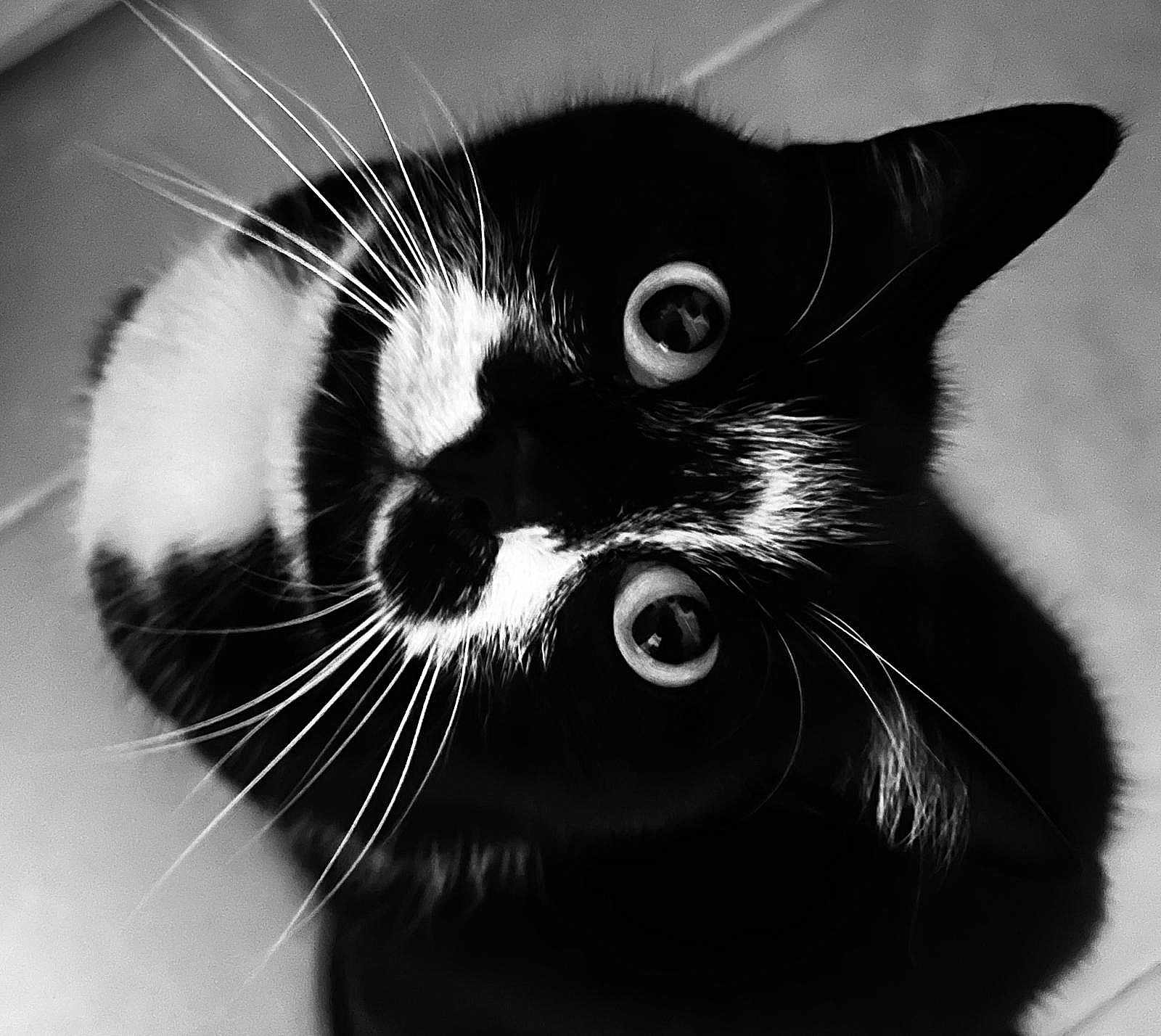 Choupi