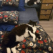Oréo a rejoint le concours — aidez-le/la à gagner de superbes lots ! cat, bed, bedding, pillow, floral_pattern, black_and_white, indoor, furniture, drawer, floor, relaxing, pet, animal, sleeping, cozy, resting, household, room, comfort, domestic