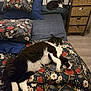 cat, bed, bedding, pillow, floral_pattern, black_and_white, indoor, furniture, drawer, floor, relaxing, pet, animal, sleeping, cozy, resting, household, room, comfort, domestic