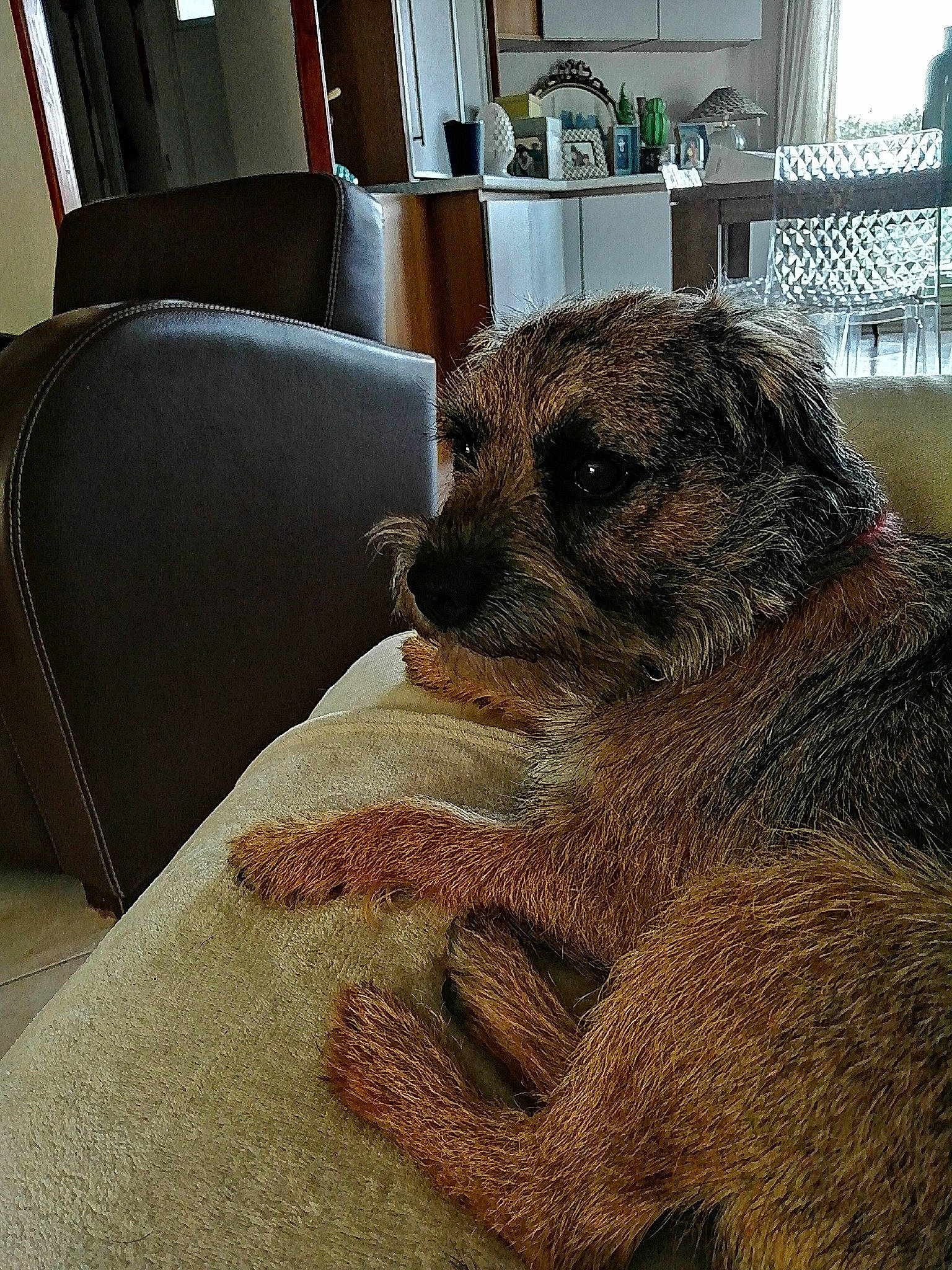 Orion a rejoint le concours — aidez-le/la à gagner de superbes lots ! canidae, carnivore, claw, comfort, companion_dog, dog, dog_breed, fawn, felidae, flooring, fur, marsupial, meerkat, mongoose, paw, sporting_group, tail, terrestrial_animal, whiskers, wood