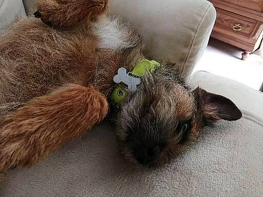 Orion a rejoint le concours — aidez-le/la à gagner de superbes lots ! cabinetry, canidae, carnivore, chest_of_drawers, comfort, companion_dog, dog, dog_breed, drawer, dresser, fawn, felidae, liver, small_to_medium_sized_cats, snout, stuffed_toy, tail, toy, wood, working_animal